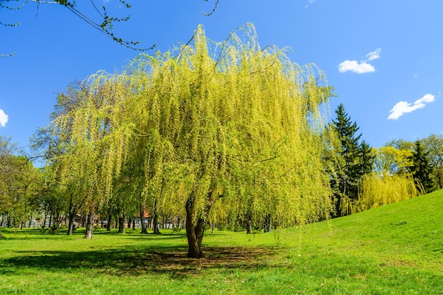 Foto babylon willow salix babylonica in een openbaar park in de lente