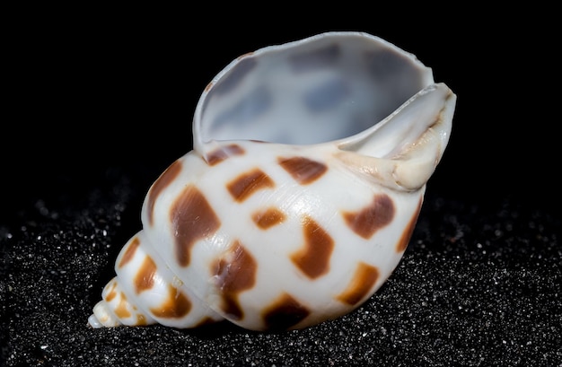 Foto babylonia areolata schelp op een zwarte zand achtergrond