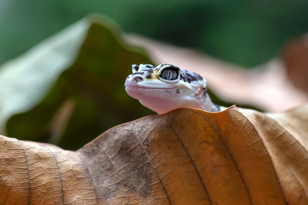 Babyluipaardgekko op een boomstam