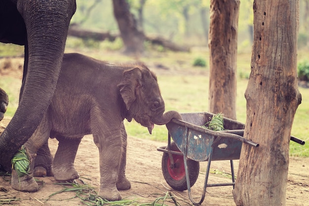 Foto babyolifant in chitvan national park, nepal