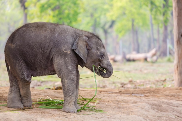 Babyolifant in Chitvan National Park, Nepal