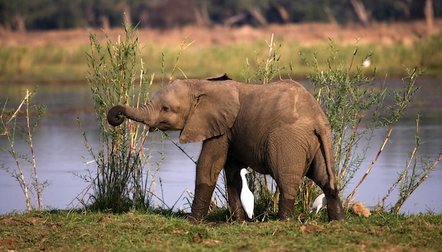 Babyolifant staat in het gras bij de rivier