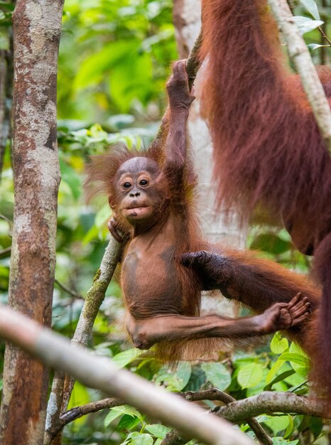 Babyorang-oetan in het wild. Indonesië. Het eiland Kalimantan (Borneo).