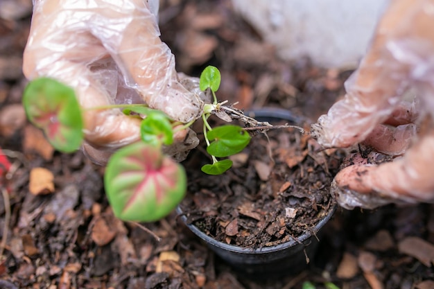 Babyplant of Caladium bicolor.