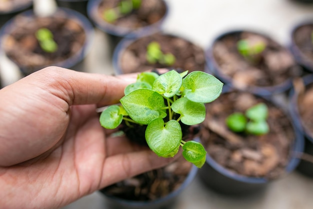 Babyplant of Caladium bicolor.