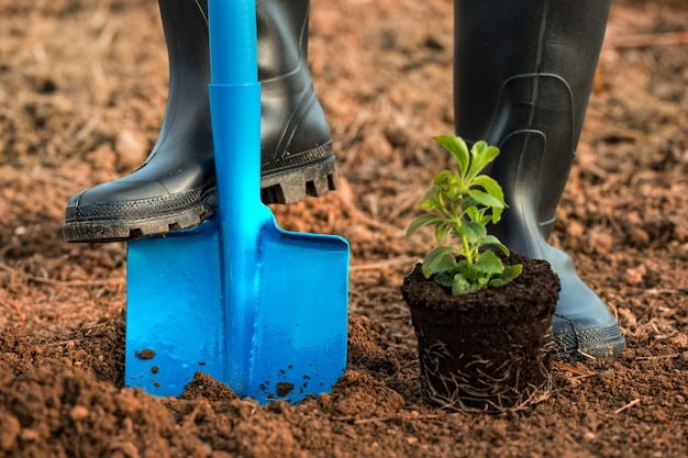 Babyplant planten