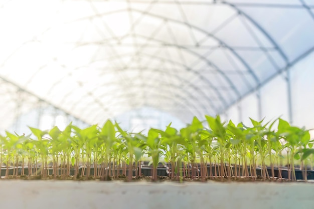 Babyplanten die in de kwekerij van de pottenkas groeien.