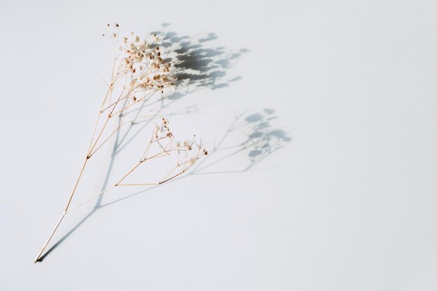 Babys breath gypsophila on white background with shadow