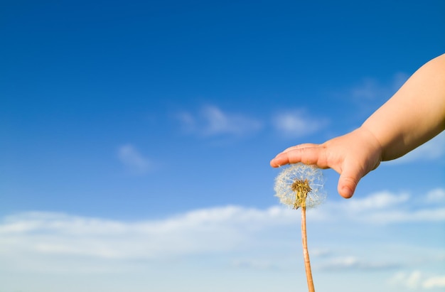 Il polso del bambino raggiunge un fiore di dente di leone su uno sfondo di cielo estivo blu con la luce del sole delle nuvole