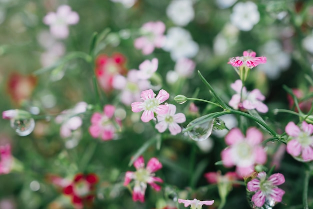 Babysbreath gypsophila flowers with water drops