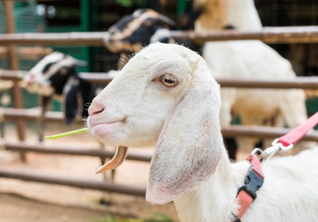 Babyschapen die gras eten