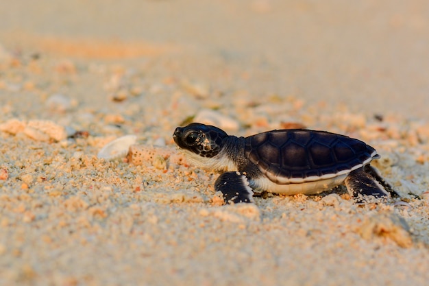 babyschildpad op het strand