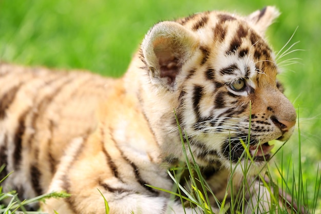 Babytijger liggend op gras