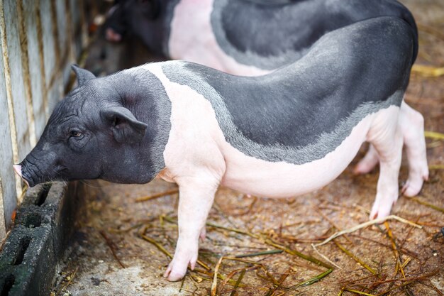 Babyvarken met witte omheining