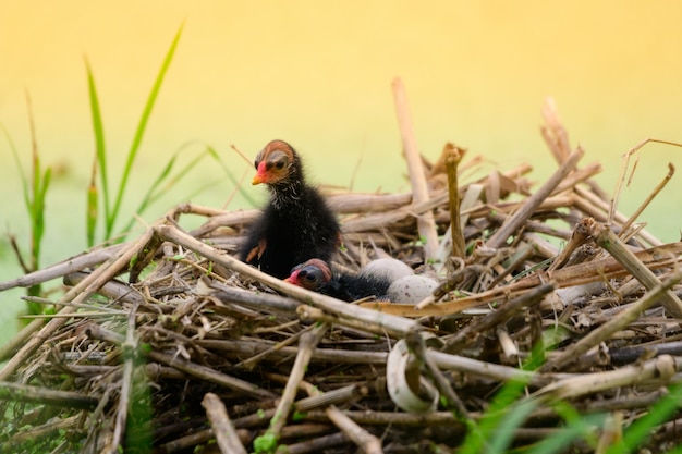 Babyvogel in het nest