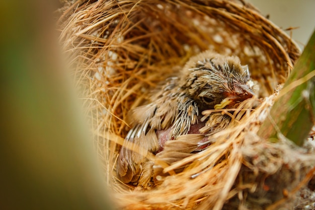 Babyvogel in nest bij mensenhuis.