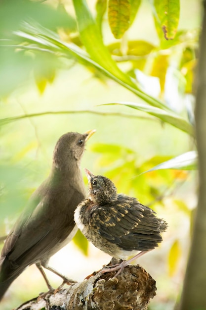 Babyvogel wordt gevoed door zijn moeder in de boomaard