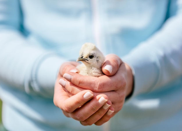 Foto babyvogelgreep in handen van de vrouw