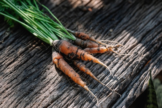 Babywortelen op Oude houten achtergrond. De wortelen zijn zojuist geoogst uit de moestuin.