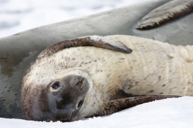 Babyzeehond in sneeuwlandschap