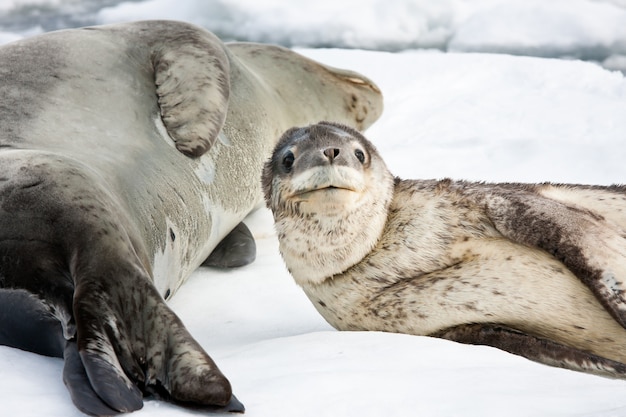 Babyzeehond met zijn moeder