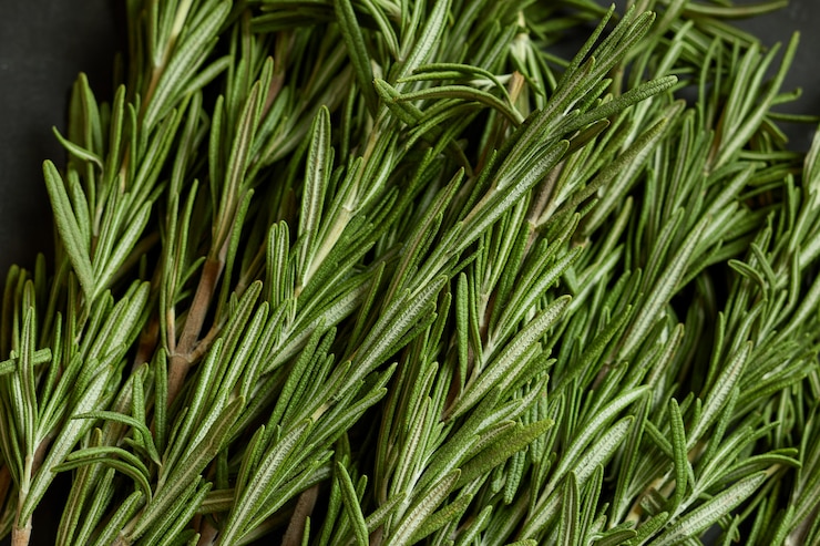 Photo bach of fresh rosemary branches.