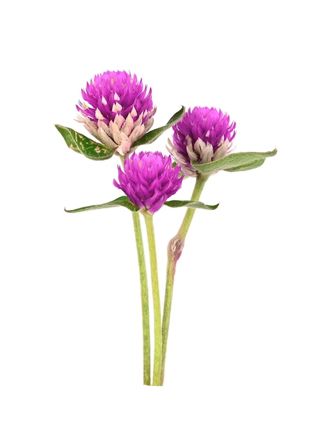 Photo bachelor buttonclobe amaranth isolated on white background