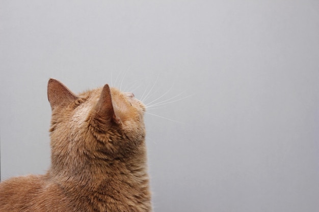 The back of the head of a red cat in close-up on a grey background. Red cat looking up.