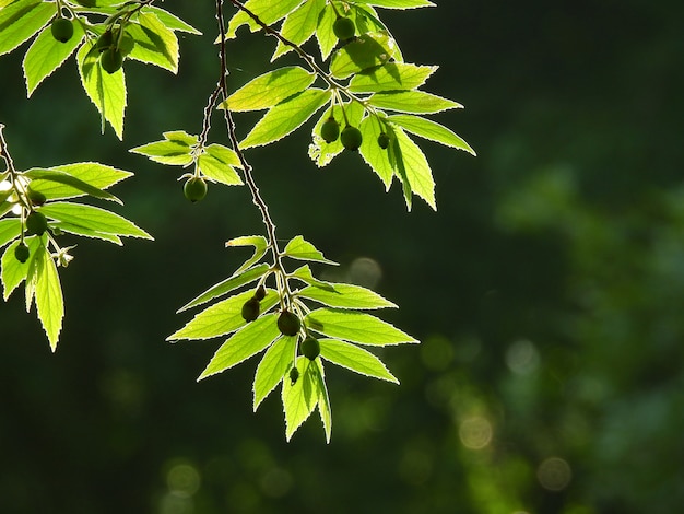 Photo back light of green leaf background