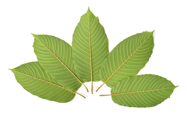 Mitragyna speciosa kratom 뒷면 흰색 배경에 나뭇잎