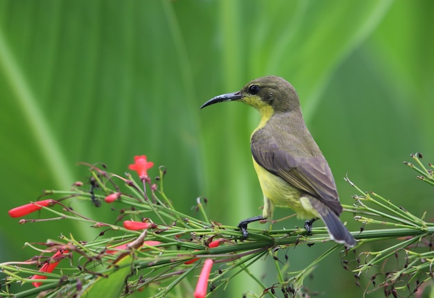 사진 야생에서 sunbird 동물 뒷면