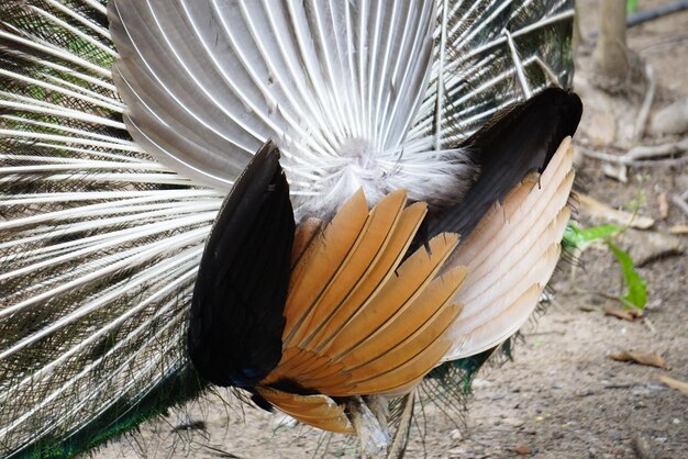 Photo the back of peacock