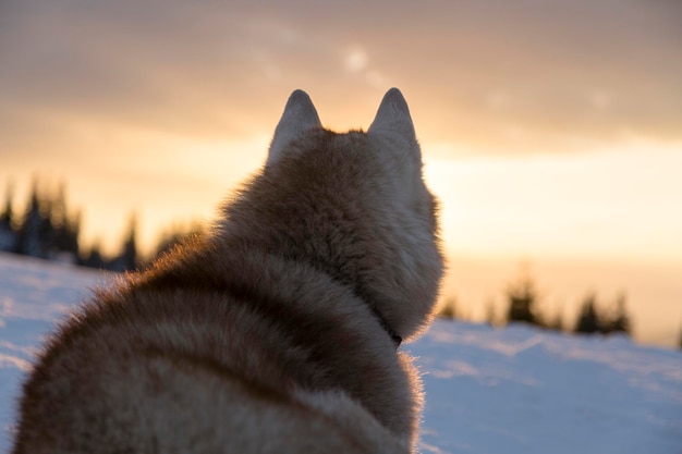 日没時の山で冬の雪の日に森に座っている毛皮のようなシベリアンハスキー犬の後ろの肖像画