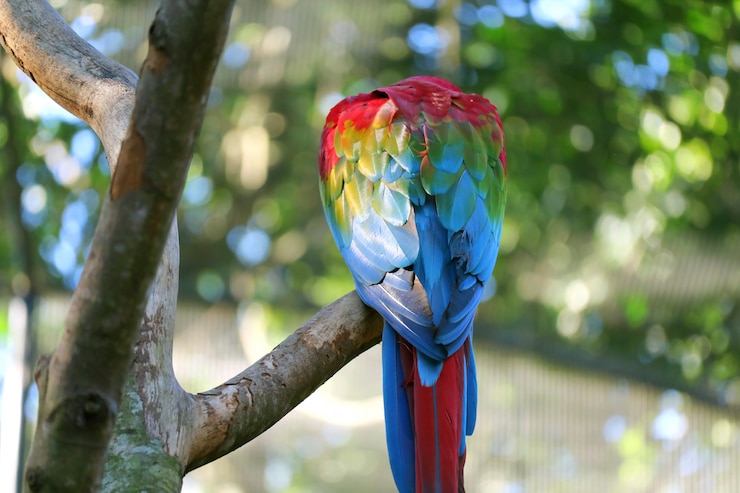 Photo 木の上にとまるスカーレットコンゴウインコの後ろ、foz do iguacu、ブラジル、南アメリカ