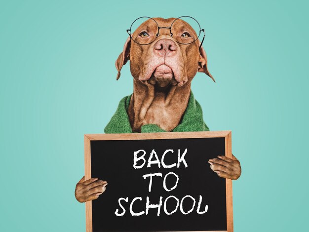 学校へ戻る: 絵を描いた可愛い子犬とブラックボード クローズアップ 孤立した背景 スタジオショット 日光 介護教育 従順訓練 ペットの育成