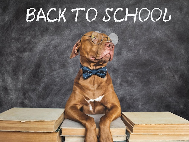 Back to school Lovable adorable puppy and vintage books