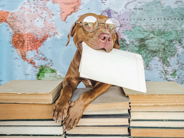 Ritorno a scuola adorabile cucciolo adorabile e libri vintage