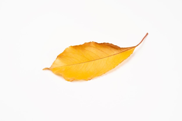 Back side of autumn broken yellow leaf of tree isolated on white background