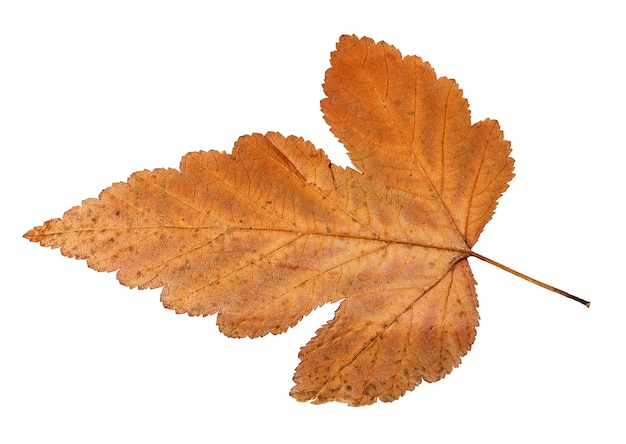 Foto lato posteriore della foglia autunnale dell'albero di viburno