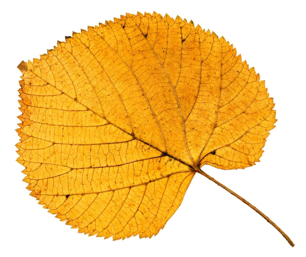 Back side of dried autumn leaf of linden tree