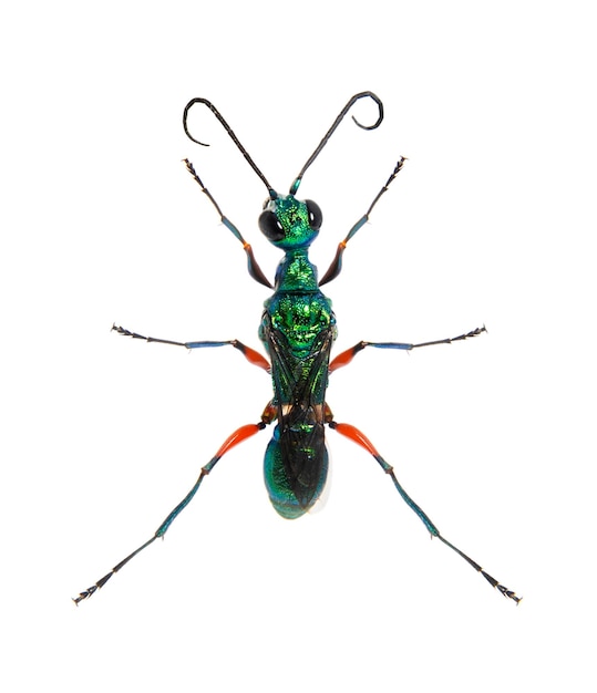 Back side of a Emerald cockroach wasp Ampulex compressa isolated on white