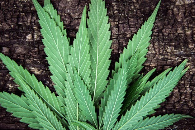 Back side of Marijuana leaves texture cannabis on an old naturally aged wood background