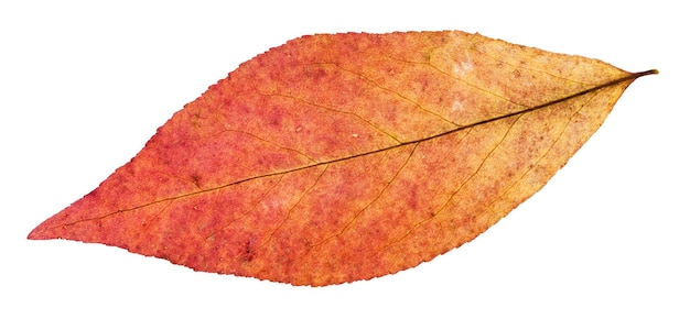 Back side of red leaf of willow tree isolated