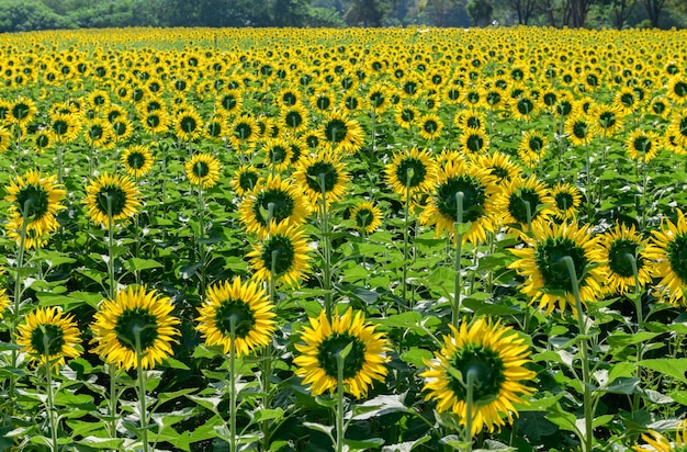 Back side of sunflowers field farm in Lop buri 