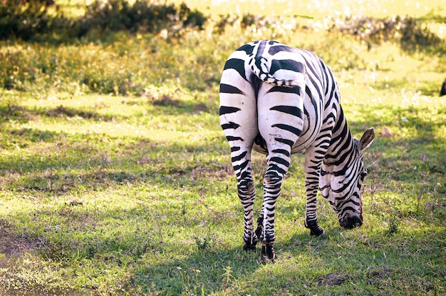 Foto vista laterale posteriore di una zebra che mangia erba su un campo lago naivasha kenya africa