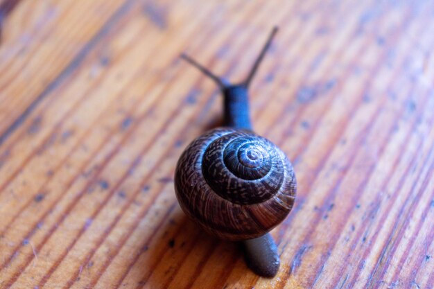 the back of a snail in the form of a spiral