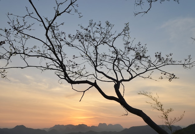 back tree and mountain landscape at Sunset