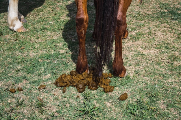 Vista posteriore del cavallo baio che fa la cacca nel campo