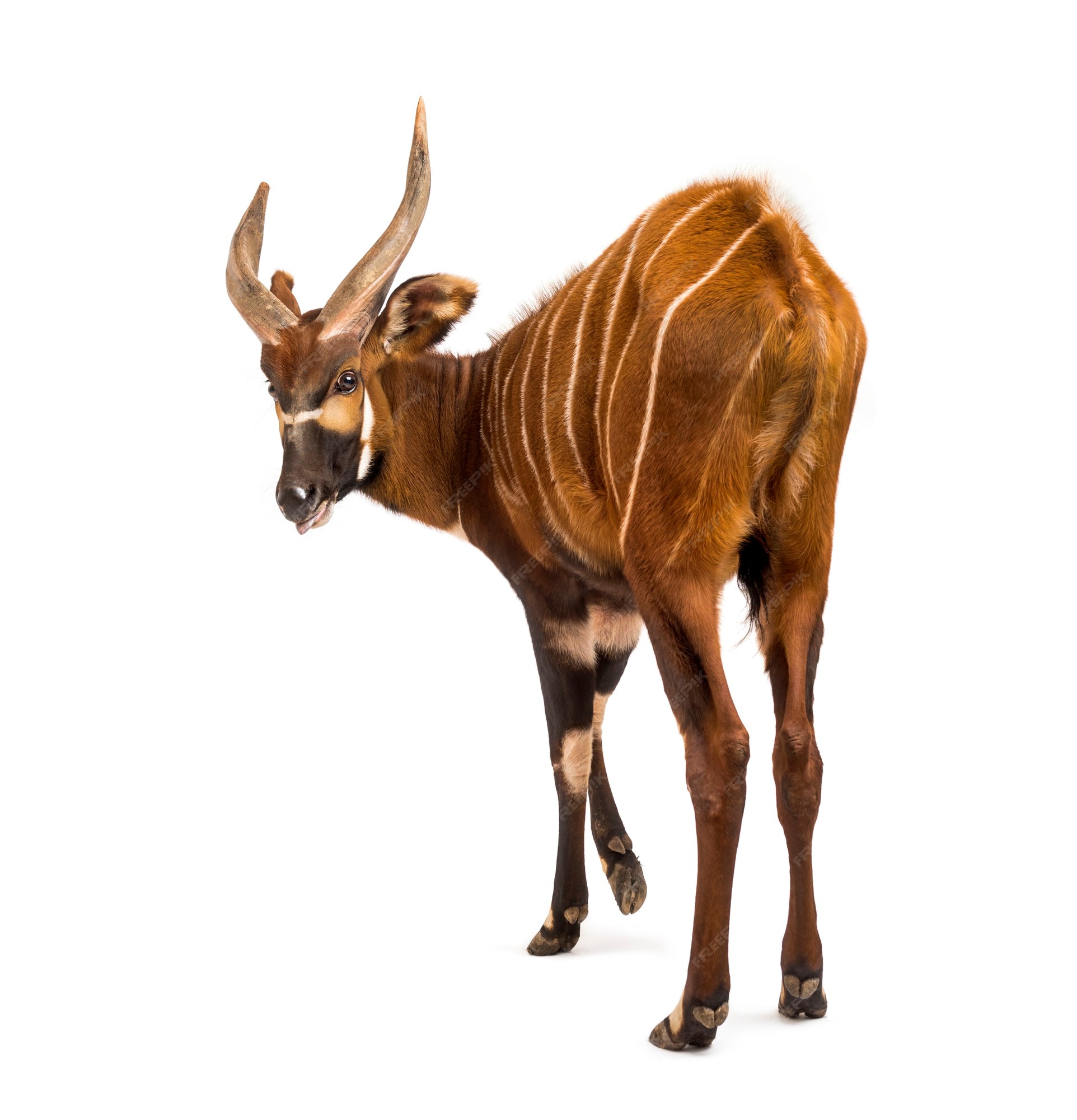 bongo animal