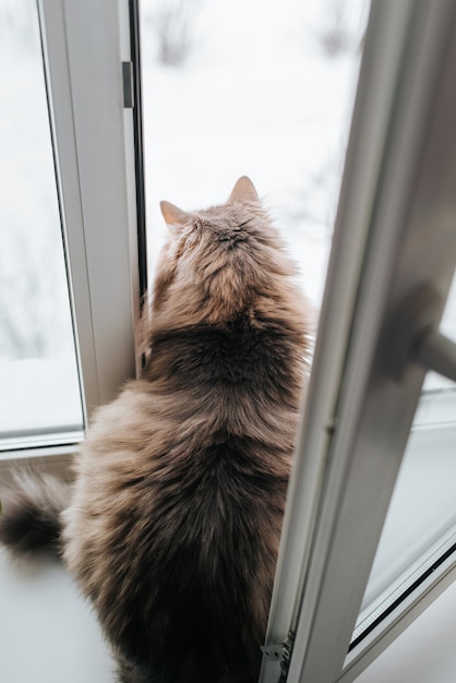 Back view of curious gray cat sitting on windowsill and looking out open window, indoors. Fluffy pet breathes fresh air.